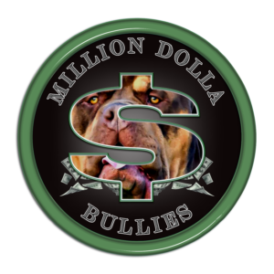 Dallas TX XL American Bully puppies for sale