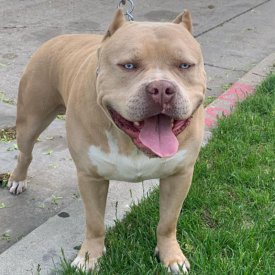 Lilac xl pitbull puppies for sale texas