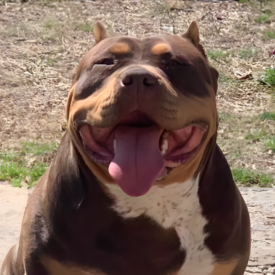 tricolor xl bullies for sale near me